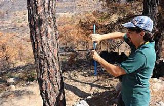 Bodrum’da yanan alanlar eski kimliğine kavuşması...