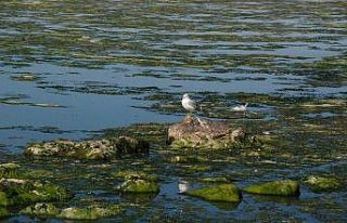 Bostanlı sahili yine deniz marulu kapladı
