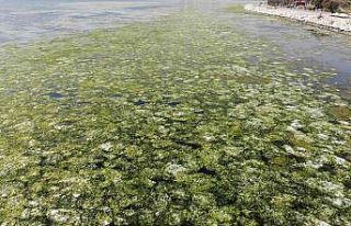 Bostanlı’da deniz marulları görülmeye devam...