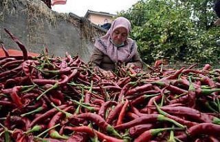 Bu acı biberi 150 yıldır aynı tohumdan üretiyorlar