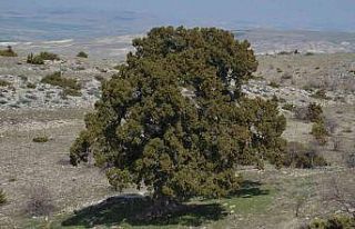 Bu ağaç İstanbul’un fethinden önce de vardı