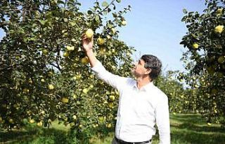 Bu festivalde Ayva rüzgarı esecek