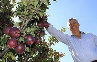 Burada olmaz dediler, şimdi her ağaçtan 100 kilo...