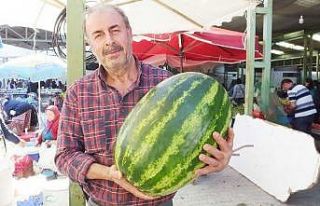Burhaniye’de 25 kiloluk karpuz ilgi odağı oldu