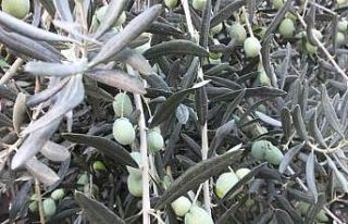 Burhaniye’de zeytinci yağmur bekliyor