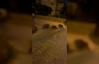 Bursa’da aç kalan domuz sürüsü şehre indi