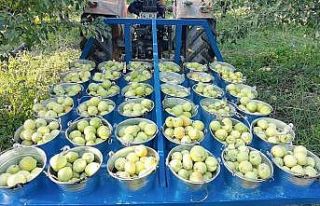 Bursa’da hasat edilen armutların 3 tanesi 1,5 kilo