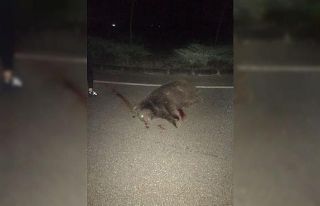 Bursa’da ikinci ayı vakası