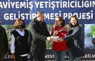 Bursa’da üreticilere "mavi yemiş" fidanı...