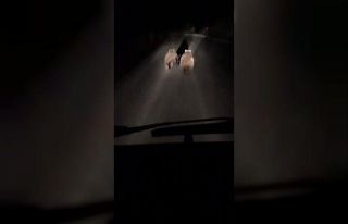 Bursa’da yavru ayılar yola indi