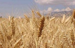 Büyükşehir Belediyesinden çiftçiye hibe buğday...