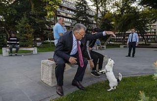 Büyükşehir sokak hayvanlarının yanında