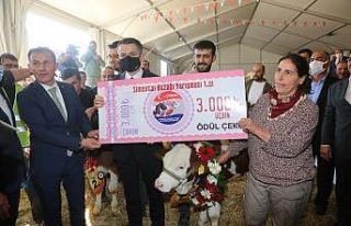Buzağılar ve düveler güzellikleri ile yarıştı,...