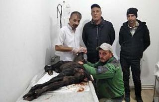 Çakallar manda yavrusunu yaraladı