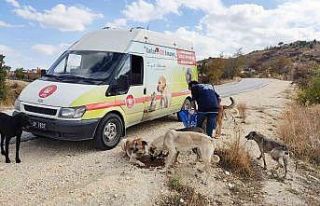 Can dostlar doğal yaşam alanlarında besleniyor