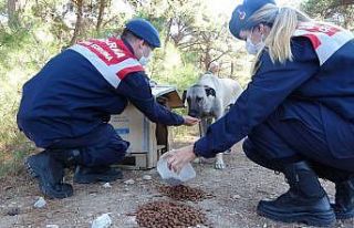 Çanakkale’de, Dünya Hayvanları Koruma Günü’nde...