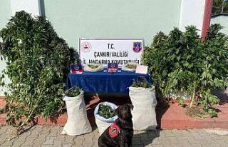 Çankırı’da uyuşturucu operasyonu: 1 tutuklama