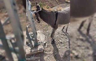 Çaydanlığa ayağı sıkışan eşeği itfaiye ekipleri...