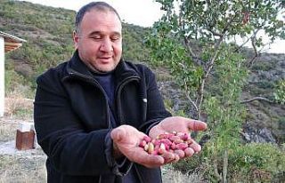 Çedene ağacında Antep fıstığı yetiştirdi