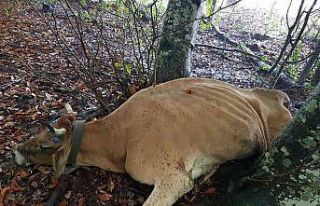 Çelem: "Her yıl 1-2 hayvanımız ayıya kurban...