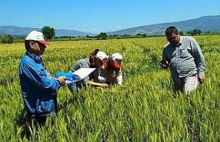 Çeltik tohumluklarının tarla kontrolleri yapıldı