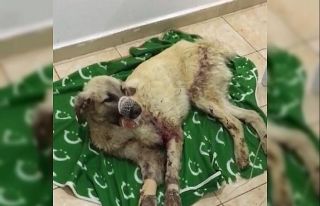 Çenesi kırılan sokak köpeği için seferber oldular