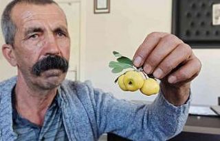 Ceviz büyüklüğündeki alıçlar görenleri şaşırtıyor