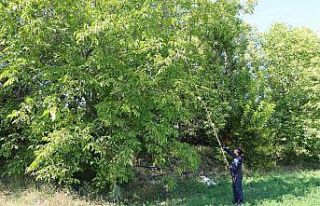 Ceviz hasadında geleneksel yöntemlerden vazgeçmiyorlar