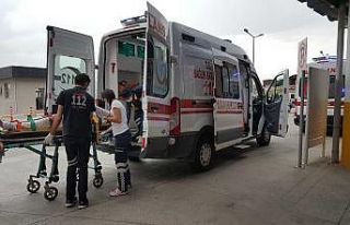 Ceviz hasadının başlamasıyla birlikte ağaçtan...