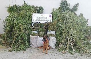 Çevresine kamera sistemi kurulan evde 72,5 kilo esrar...