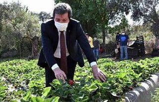 Çilek, kırsal ailelerin geçim kaynağı oldu