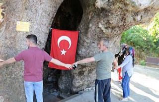 Çınar ağacını 15 kişi zor kucaklıyor