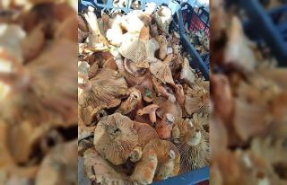 Çıntar tezgahlarda yerini almaya başladı