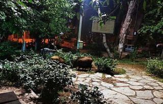 Çocuklar oyun parkına gelen yaban domuzlarını...