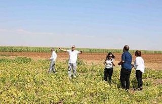 Çörek otu ekti, elektrik gideri yüzde 70 azaldı