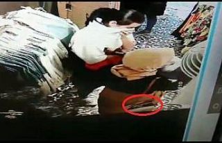Cüzdan hırsızı önce güvenlik kamerasına sonra...