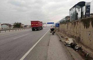 D-100’de 25 metre sürüklenen büyükbaş hayvan...