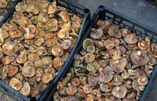 Dağlardan bin bir emekle getiriyorlar, kazancı dudak...