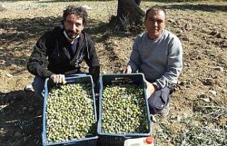Değişik illerden gelip zeytin hasadına katıldılar