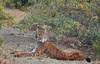 Denizli’de yaralı halde bulunan vaşak, Afyonkarahisar’a...