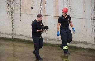 Dere yatağında mahsur kalan yavru köpeği itfaiye...