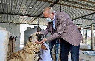 Didim’de can dostlar için ameliyathane açıldı
