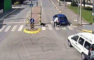 Dikkatsizliğin bu kadarı: Köpek bile bu kaza karşısında...