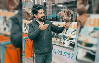 Diyadin’de yaralı şahin bulundu