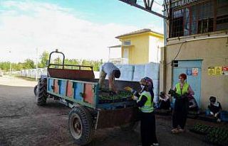 Diyarbakır kış aylarında 1 milyon 200 bin çiçekle...