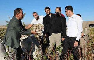 Diyarbakır’da pamuk hasadı etkinliği