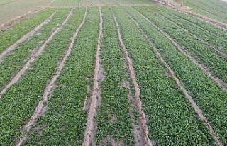 Doğu’nun Çukurova’sında ıspanak hasadına...