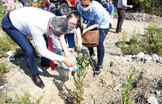 Down sendromlu çocuklar, diktikleri fidanları Başkan...