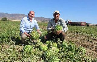 Dubai’nin karpuzu Manisa’dan