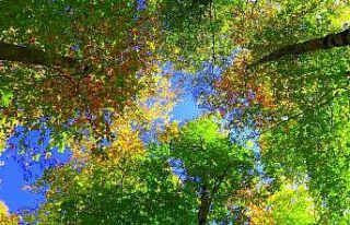 Dumanlı Yaylası’nda renk cümbüşü